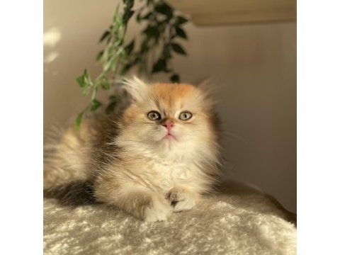 Şecereli ny12 british longhair