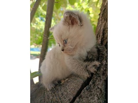 Orjinal yavru british shorthair blue point erkek
