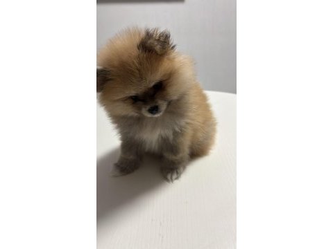 Pomeranian yavrularımıza yuva arıyoruz