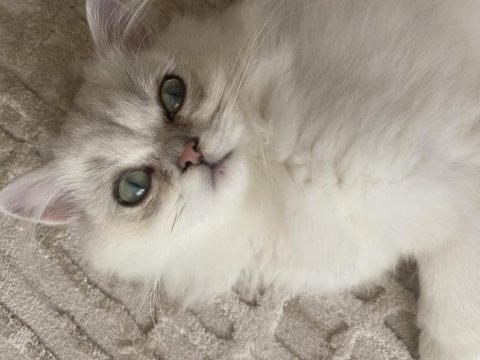 Dünya tatlısı british longhair