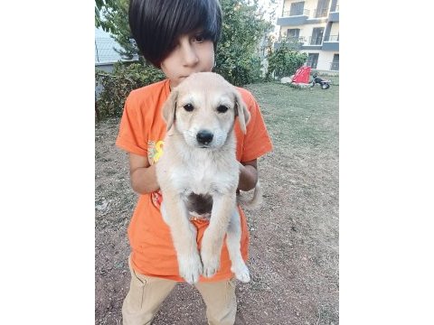 Kırma terrier anneden 5 tatlış yavru