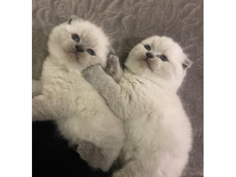 Enfes güzellikte british shorthair yavrular