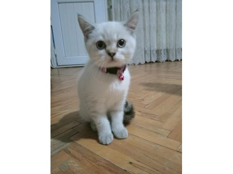 Mavi gözlü blue point british shorthair yavrular