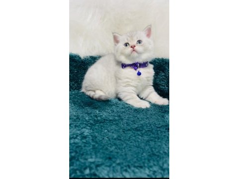 British shorthair silver 2 aylık erkek