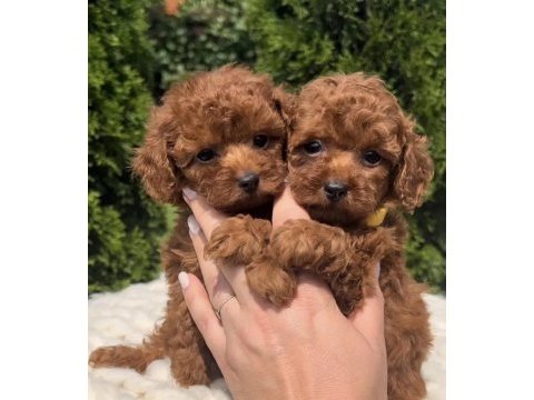 Toy poodle yavrularımız