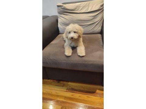 Pofuduk toy poodle yavrular