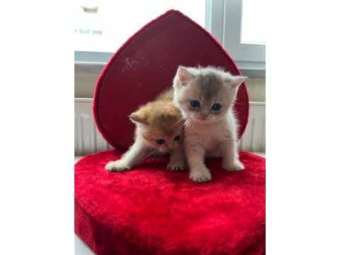 British shorthair bebekler
