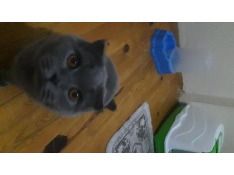 British shorthair ve scottish fold
