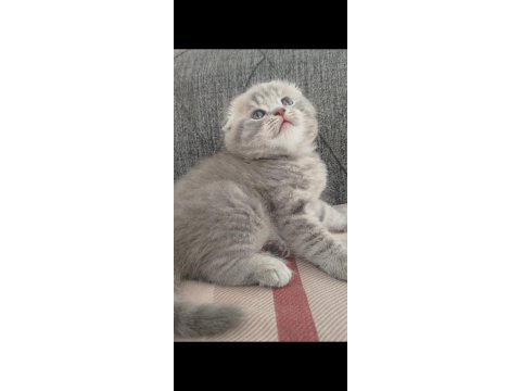 Top kafa ayı surat scottish fold yavrularımız