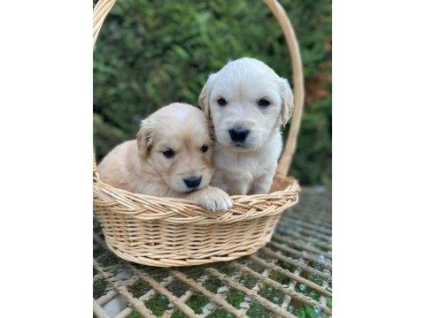 Son 2 golden retriever bebekler tuvalet eğitimli