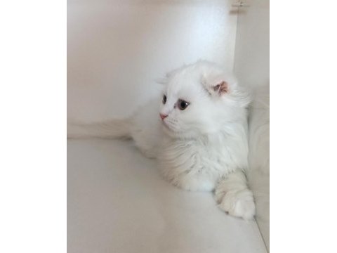 Asil scottish fold longhair yavrumuz