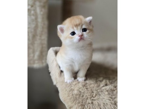 Safkan mükemmel golden british shorthair yavrular