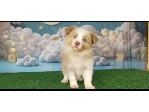Birbirinden güzel border collie yavrular