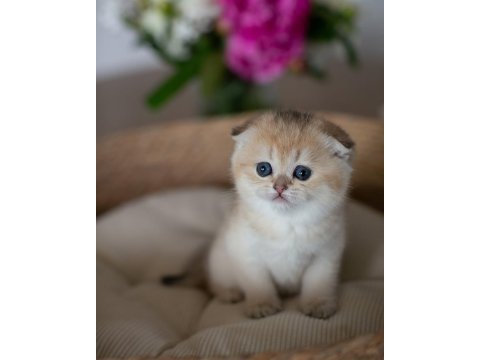 Yuvarlak hatlı golden scottish fold
