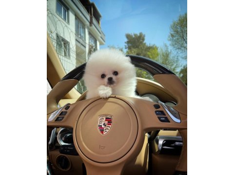 Safkan pomeranian boo