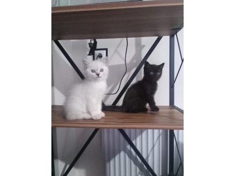 British shorthair yavrular dişi ve erkek mevcut uygun
