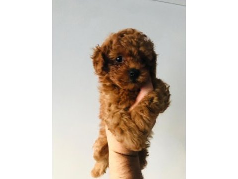 Pati ver poodle sizler için burada
