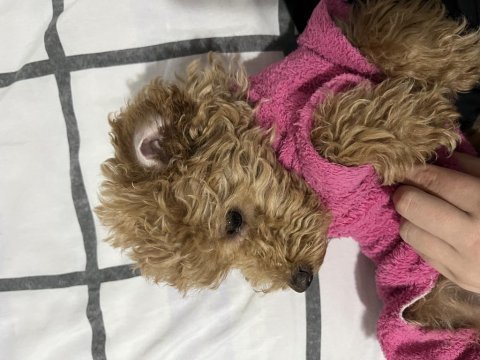 3-4 aylık toy poodle dişi