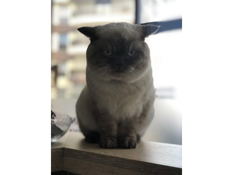 Her eğitimi tamamlanan british shorthair