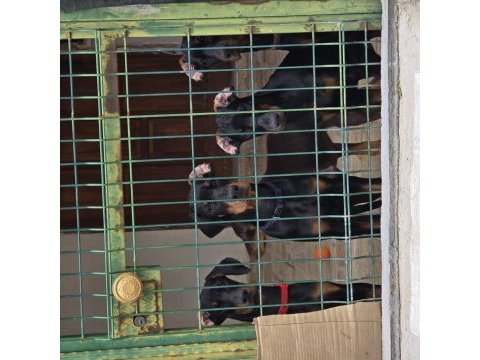İzmir teslime hazır a kalite doberman