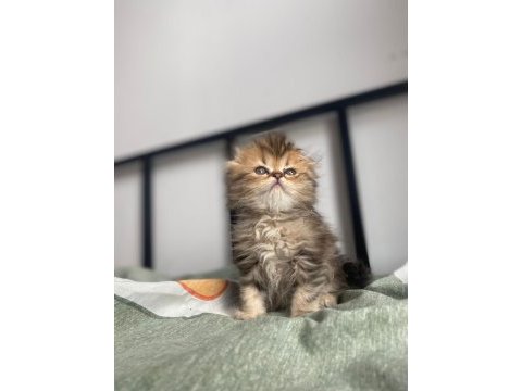Golden scottish fold yavrular
