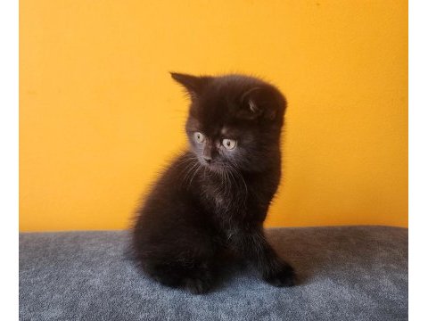 Simsiyah bsh erkek bebek kedimiz
