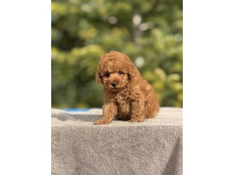 Baby face poodle yavrularımız