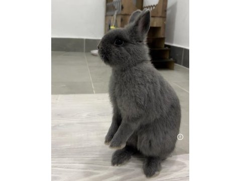 Hollanda lop tavşanı