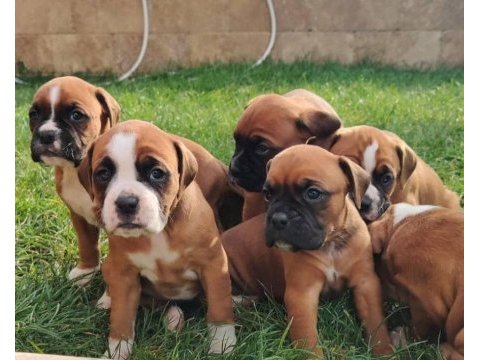 Orijinal boxer yavruları