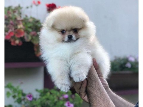 Üst kalite pomeranian ayı surat yavrularımız