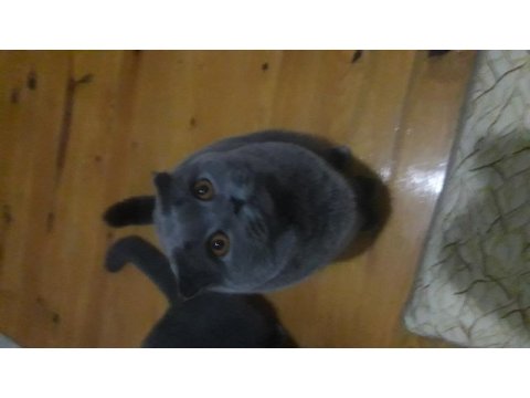 British shorthair ve scottish fold