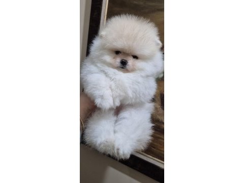 Üst kalite efsane dişi pomeranian