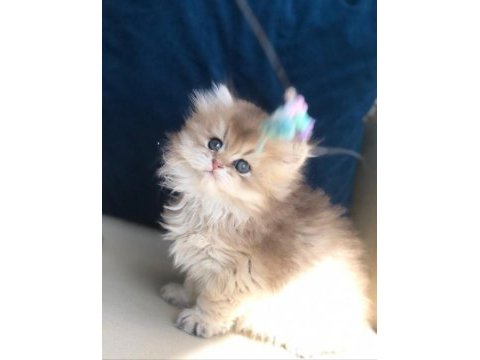 (tr tek) golden british longhair safkan yavrular hazır