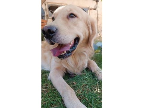 Çok güzel golden retriever bebekler