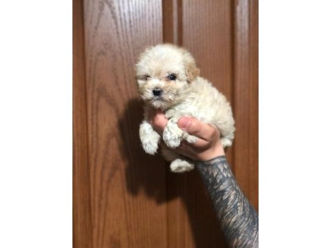 Orjinal sağlık garantili maltipoo bebeklerimiz