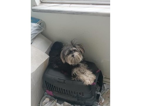 Morkie 2 yaşındaki kızımıza eş arıyorum