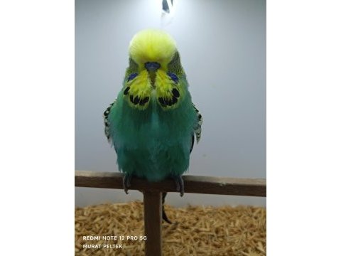 Show jumbo muhabbet kuşlarımız