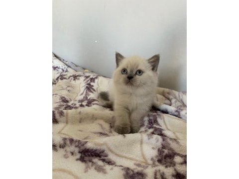 Orjinal şecereli blue point ve british shorthair yavrular