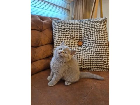 Lilac koca kafalı british shorthair