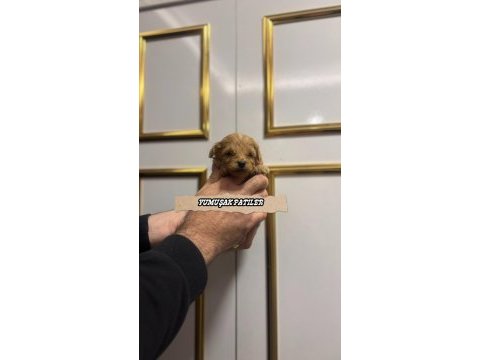 Toy poodle dişi erkek