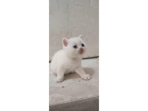 British shorthair minikler