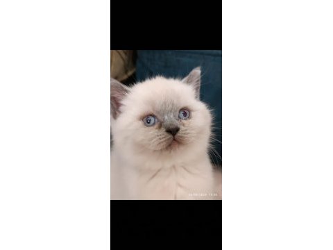 British shorthair blue point erkek yavrumuz