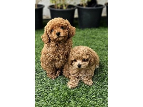 Maltipoo yavrumuz kg garantili