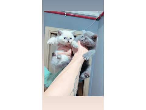 British shorthair yavru