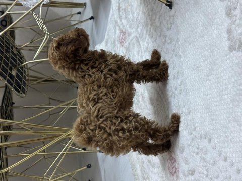 2 aylık toy poodle (dişi)