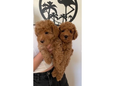 Toy poodle köpekleri