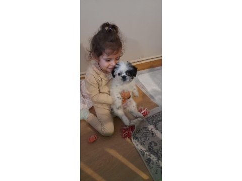 3 aylık dişi sevimli morkie kızımız