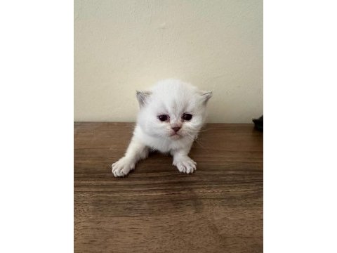 2 adet lynx point scottish fold erkek-dişi 2 aylık