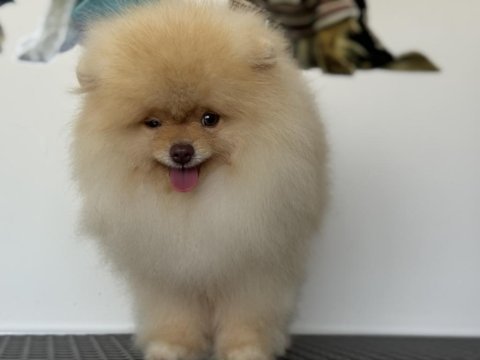 Fcı export sçr belgeli pomeranian boo yavrumuz