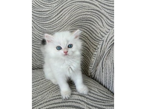 British longhair miniklerim